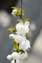 Dwarf flowering almond Alba Plena
