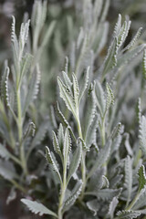Fringed Lavander