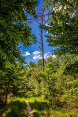 Fototapeta premium Im Naturpark Stromberg-Heuchelberg