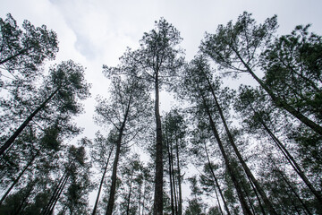 Tangkuban Perahu, West Java, Indonesia
