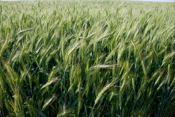 Cereals. Spikelets. Wheat grows in the field.