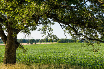 A large burr oak tree in the summer framing farm fields and corn in the background.