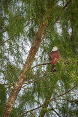 An eagle is sitting on the branch of a tree