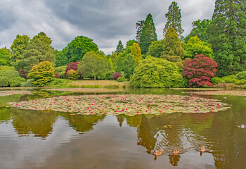 A circle of red water lilies on the colourful lake reflections with three ducks in the foreground - Powered by Adobe