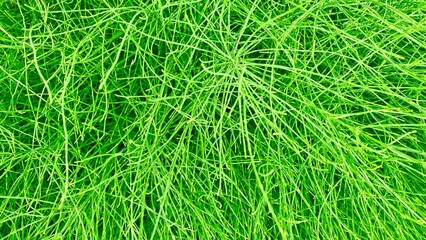 green grass background