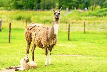A female llama with a cub on a background of green grass, summer and a sunny day in Ireland