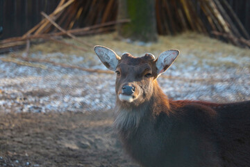 A wild hornless deer in the forest. Wildlife and animals.