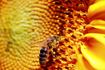 a bee sits on a sunflower and collects pollen