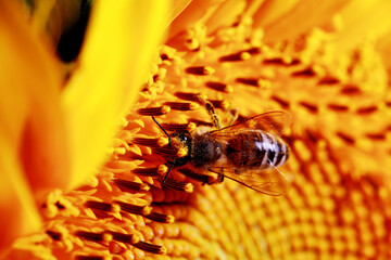 a bee sits on a sunflower and collects pollen