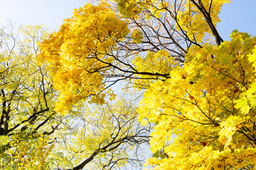 Vibrant fall foliage