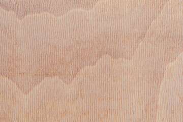 Light rough textured cut surface of an African tree. Wood background or blank for design