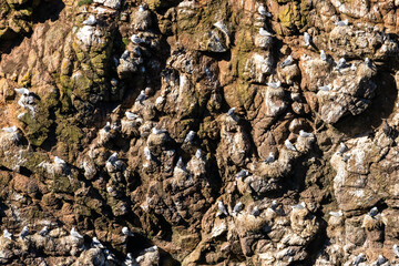 close-up view of many seabirds and seagulls nesting in the steep cliffs of the Aberdeenshire shore in Scotland
