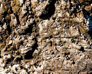 close-up view of many seabirds and seagulls nesting in the steep cliffs of the Aberdeenshire shore in Scotland