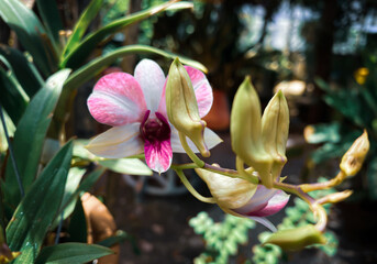 Orchid flowers in the outdoor garden