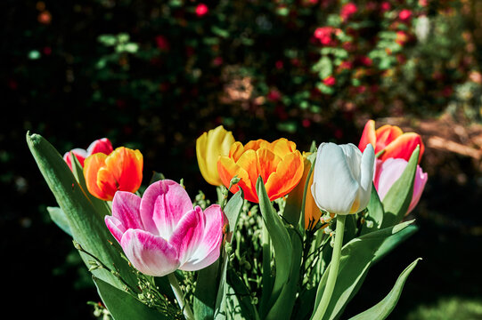 A scene with colorful tulips (tulipa) in bloom in the garden.