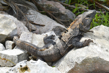 Green iguana (Iguana iguana) Iguanidae family, reptil tropical