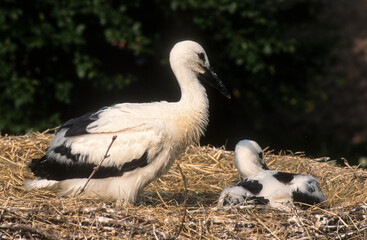 Cigogne blanche, Nid, jeune, .Ciconia ciconia, White Stork