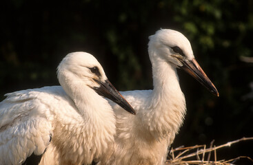 Cigogne blanche, Nid, jeune, .Ciconia ciconia, White Stork