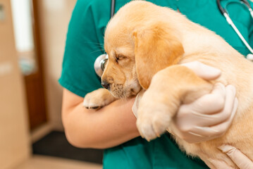 Cute labrador puppy dog sitting confortably in the arms of veterinary healthcare professional...