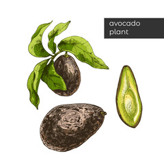 771_avocado plant avocado, plant, fruit whole and slice, with leaves, isolate on white background, graphic vector illustration, tropical summer fruits, colorful illustrations, detailed food product, g