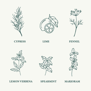 Sketch essential oil plants. Cypress, lime, fennel, lemon verbena, spearmint, marjoram