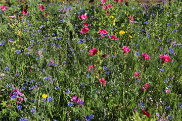 Blumenwiese, Blüten, Blumen, Sommer, Bienenblüten, bunte Wiese, 