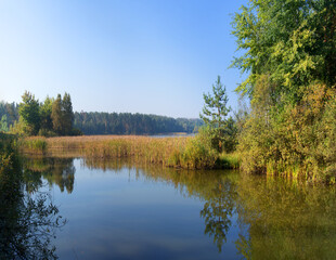 Fototapeta na wymiar Trees by the lake in forest