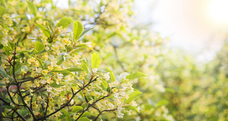 Flowering gumi branch. Natural background