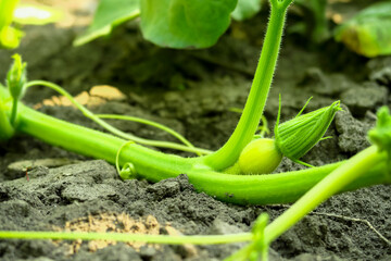 a young little pumpkin grows on a vegetable farm. pumpkin cultivation concept