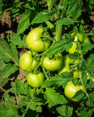 young green tomato grows and ripen on a bed on a vegetable farm. cultivation of tomatoes concept