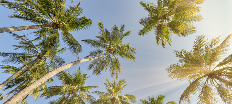 Summer beach background palm trees against sunny blue sky banner panorama. Tropical paradise travel destination. Exotic nature abstract low point of view
