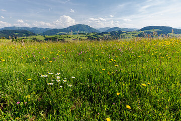 Blumenwiese im Mostviertel mit Blick auf die Alpen