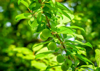 green unripe plum grows and ripens on a branch of a plum tree. plum cultivation concept