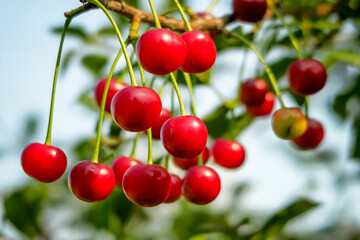 a bunch of ripe cherries grows on a branch of a cherry tree. cherry cultivation concept