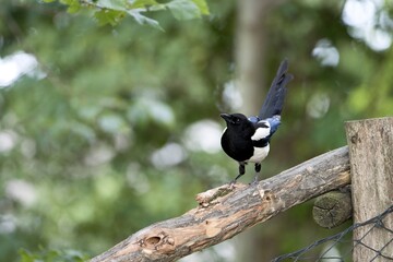 magpie
