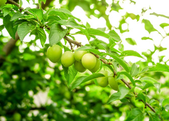 green unripe plum grows and ripens on a branch of a plum tree. plum cultivation concept