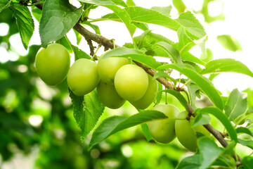 green unripe white plum grows and ripens on a branch of a plum tree. plum cultivation concept