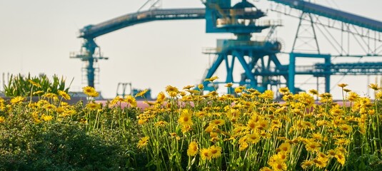 Golden yellow chamomile flowers. Green lawn in a city park. Cargo port terminal in the background....