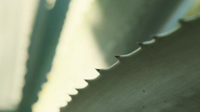 aloe leaves needles close up