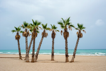 Plakat Beautiful view of the sandy beach with palm trees against the background of the sea
