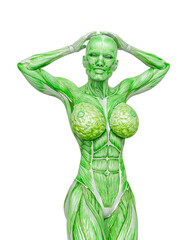 female bodybuilding in muscle maps is doing a bodybuilder pose two in white background close up view