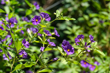 Obraz premium Gentian nightshade or potato tree (Solanum rantonnetii)