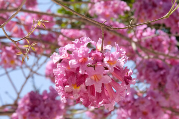 Flowering tree of Handroanthus impetiginosus (lat.Tabebuia impetiginosa)