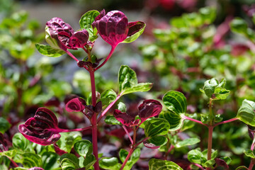 Exotic plant Iresine Herbst (lat. Iresine herbstii)