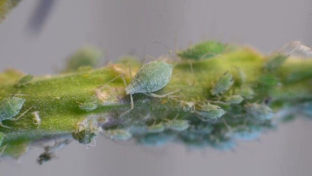 Large green aphid on a crowded branch