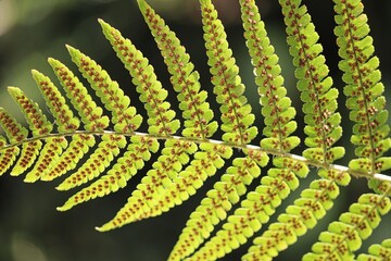 grüner Farnwedel mit Sporen
