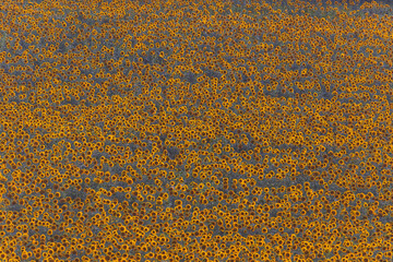 Field of blooming sunflowers