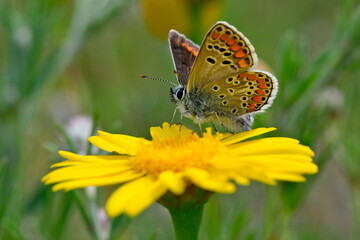 Brown argus // Kleiner Sonnenröschen-Bläuling (Aricia agestis) - Pinios-Delta, Greece