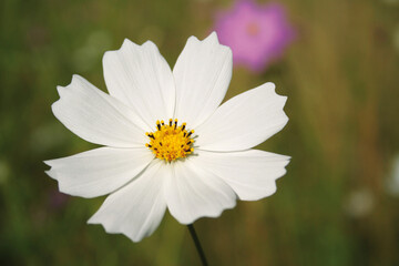 White flower in field close up