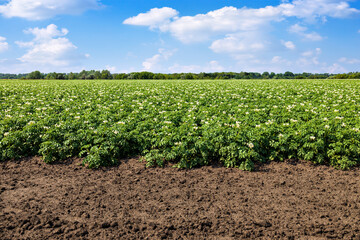 Fototapeta na wymiar green field of blooming potato and blue sky